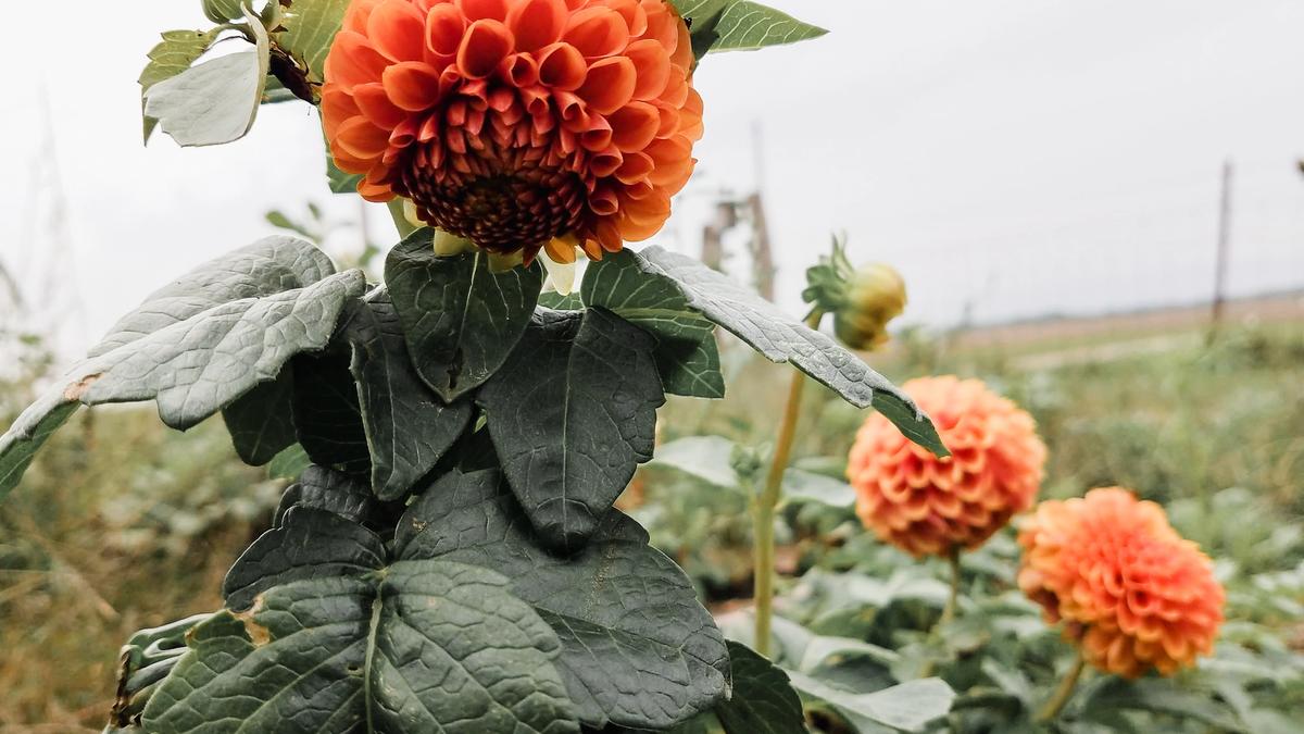 flower farm dahlias