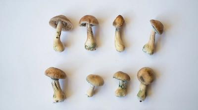The legal status of psilocybin mushroom spores in Canada