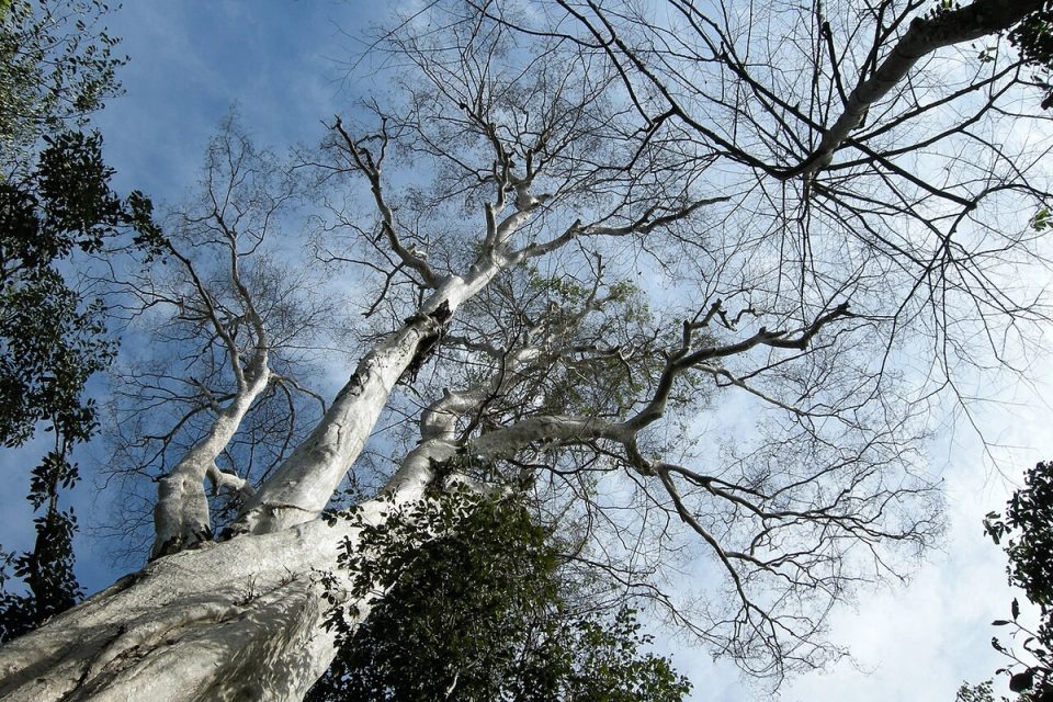 Cát Tiên National Park, one of the largest areas of lowland tropical forests left in Vietnam.