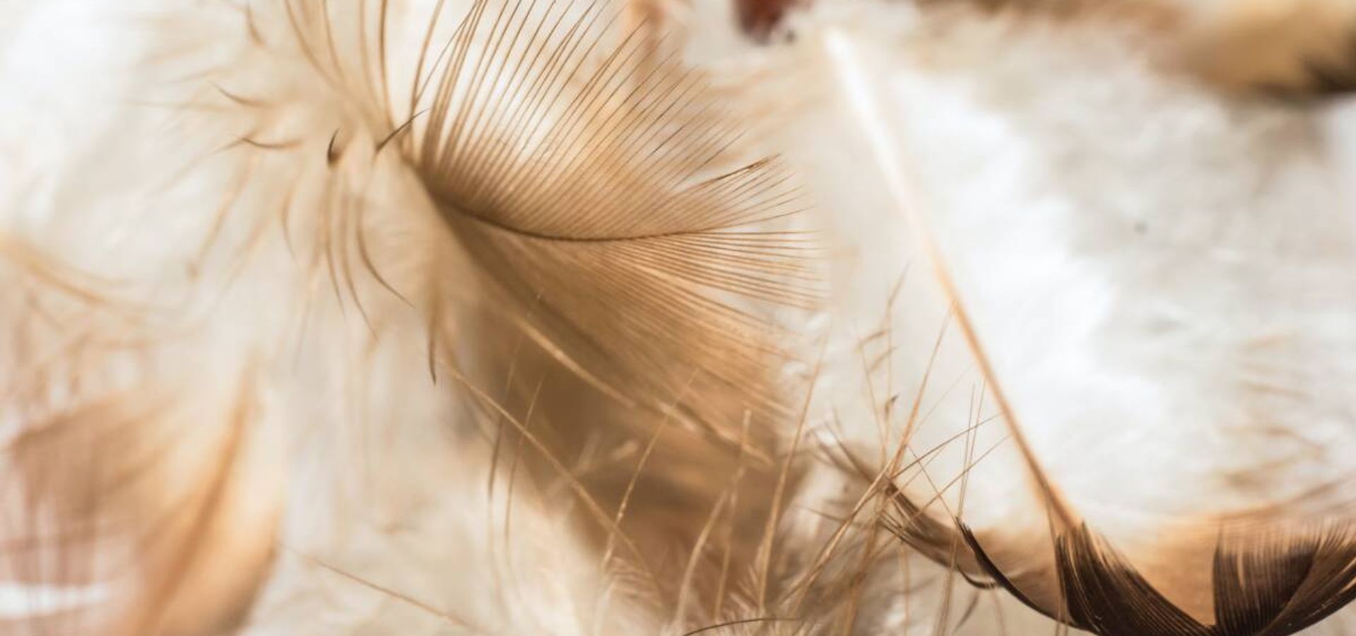 ¿Qué son las Lenguas Angelicales?