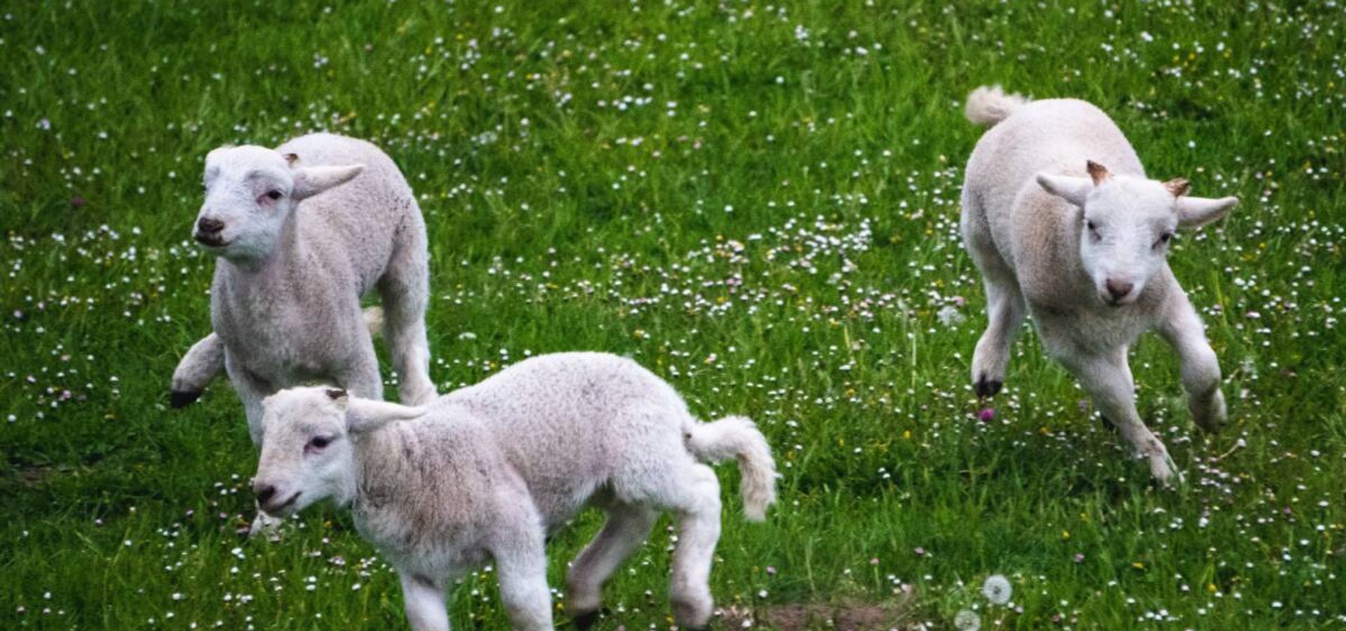 Agua y Sangre en Pésaj (Pascua)