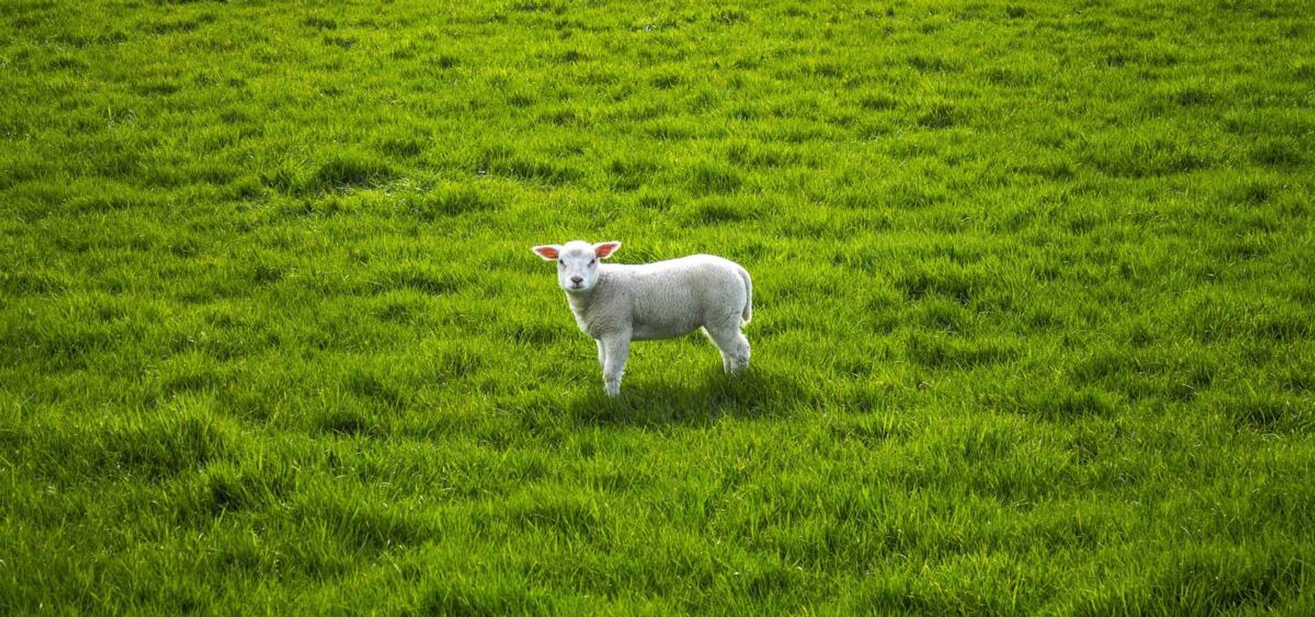 Yeshúa nació en un Pesebre como un Acto Profético