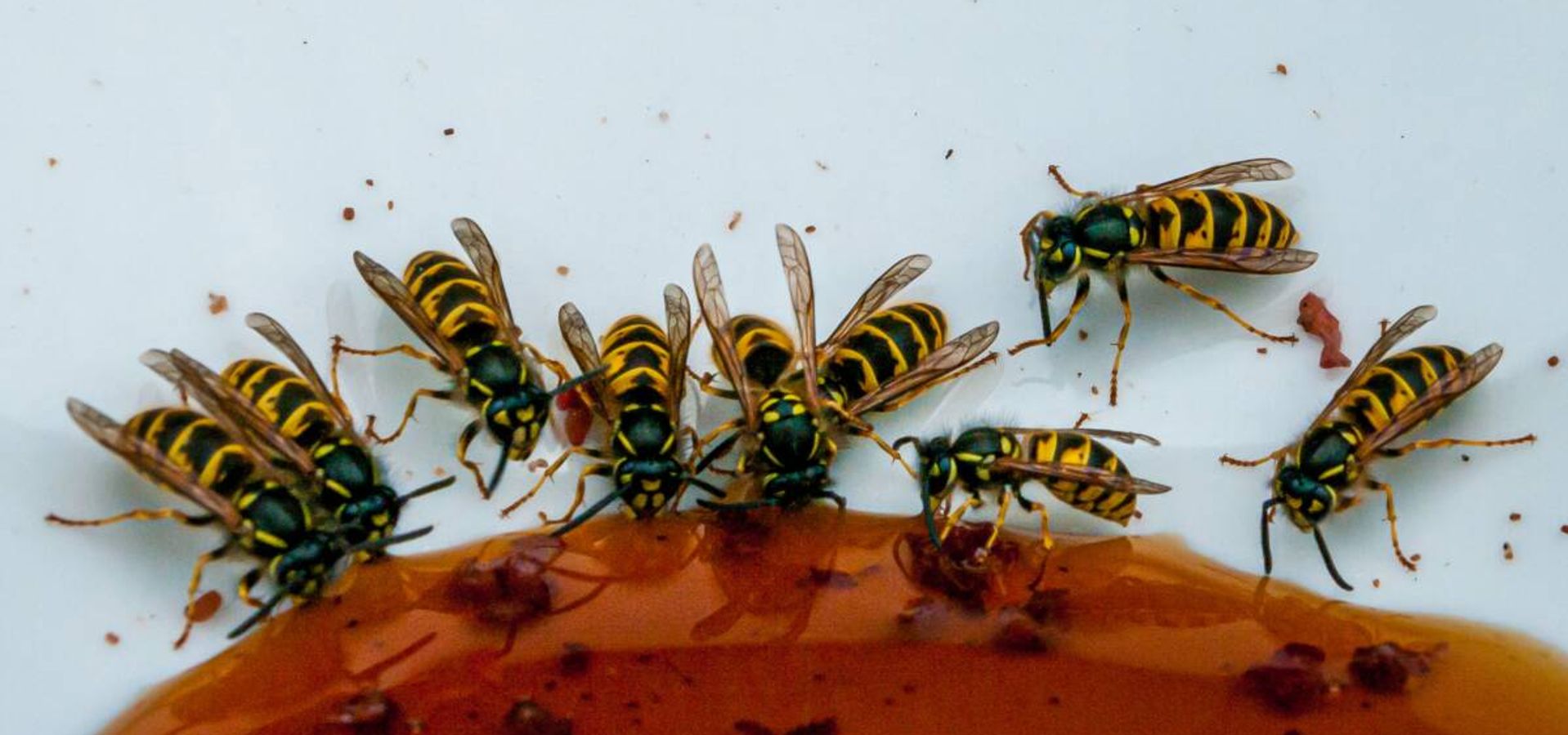 La Lepra y las Avispas