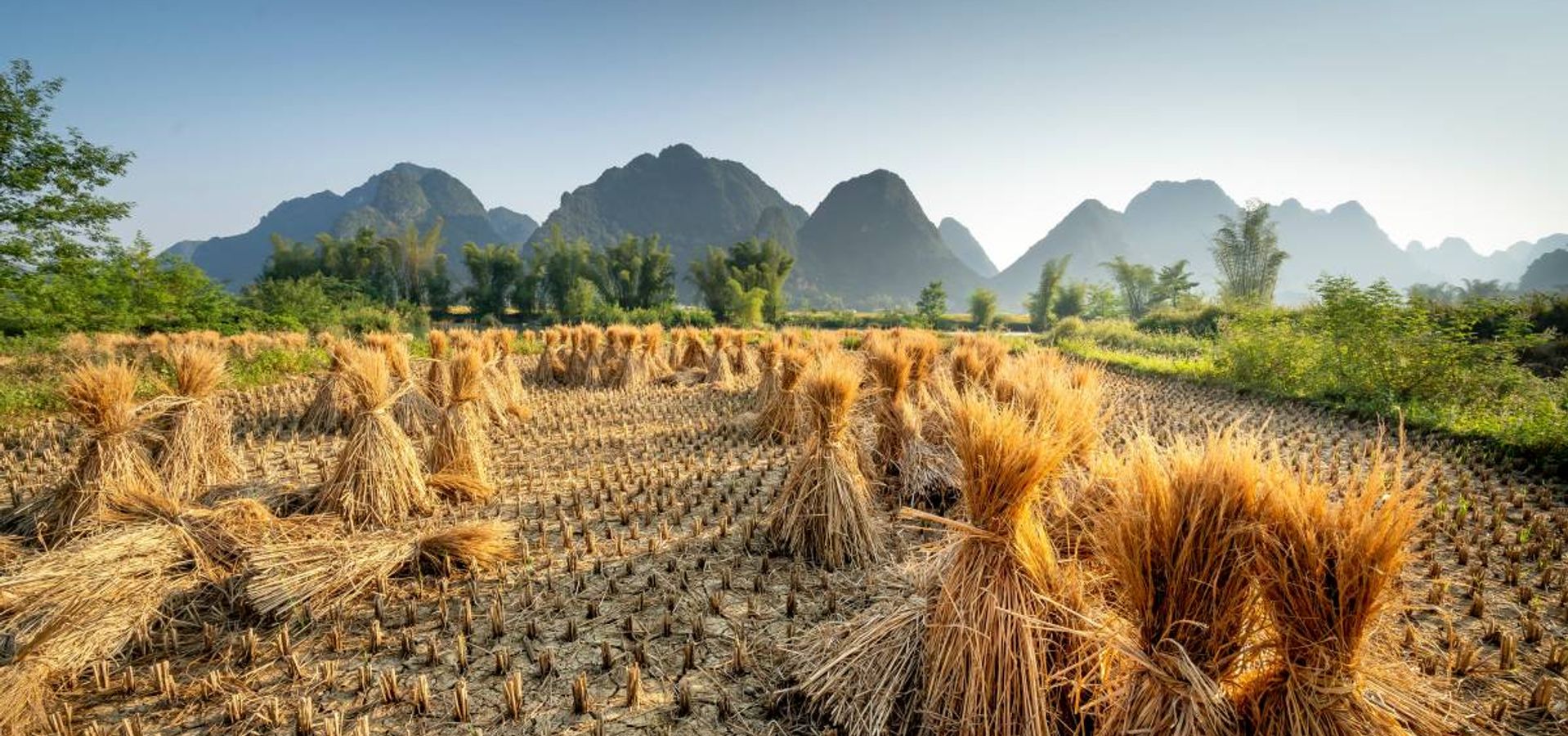 La Fiesta de Ómer Reshit (Gavilla Principal) y la Resurrección del Mesías