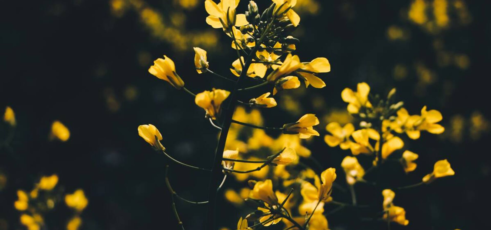 ¿Qué significa que nuestra fe sea como un grano de mostaza?