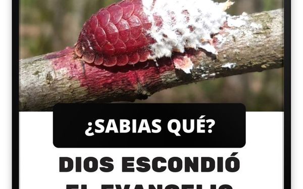 ¿Qué Significaba Ser “Amigo del Novio”?