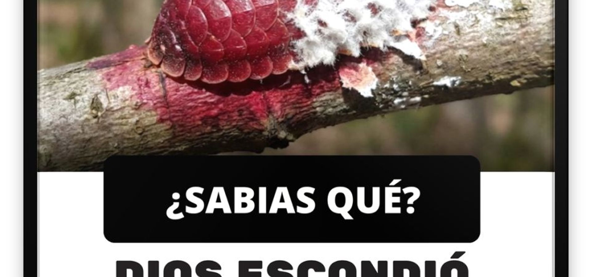 ¿Qué Significaba Ser “Amigo del Novio”?