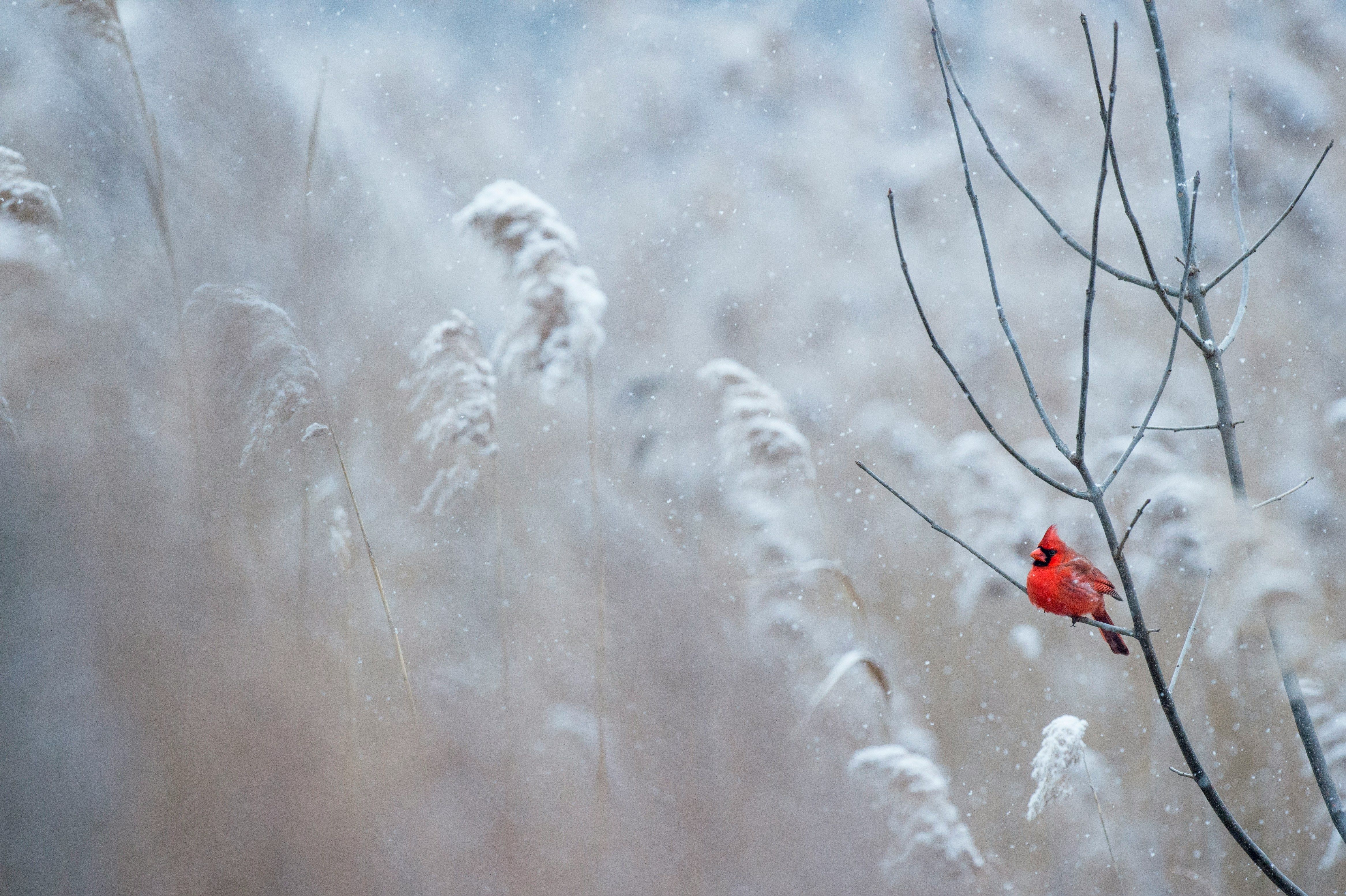 Shopify Winter Edition 2024