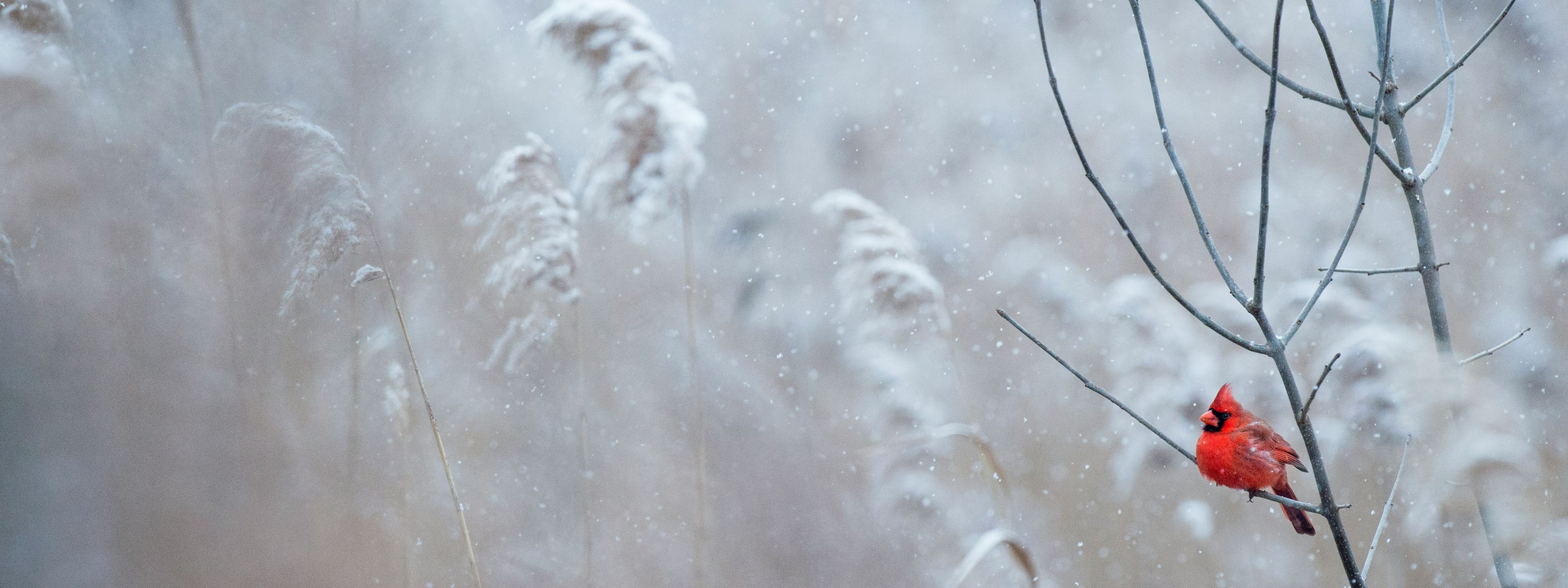 Shopify Winter Edition 2024