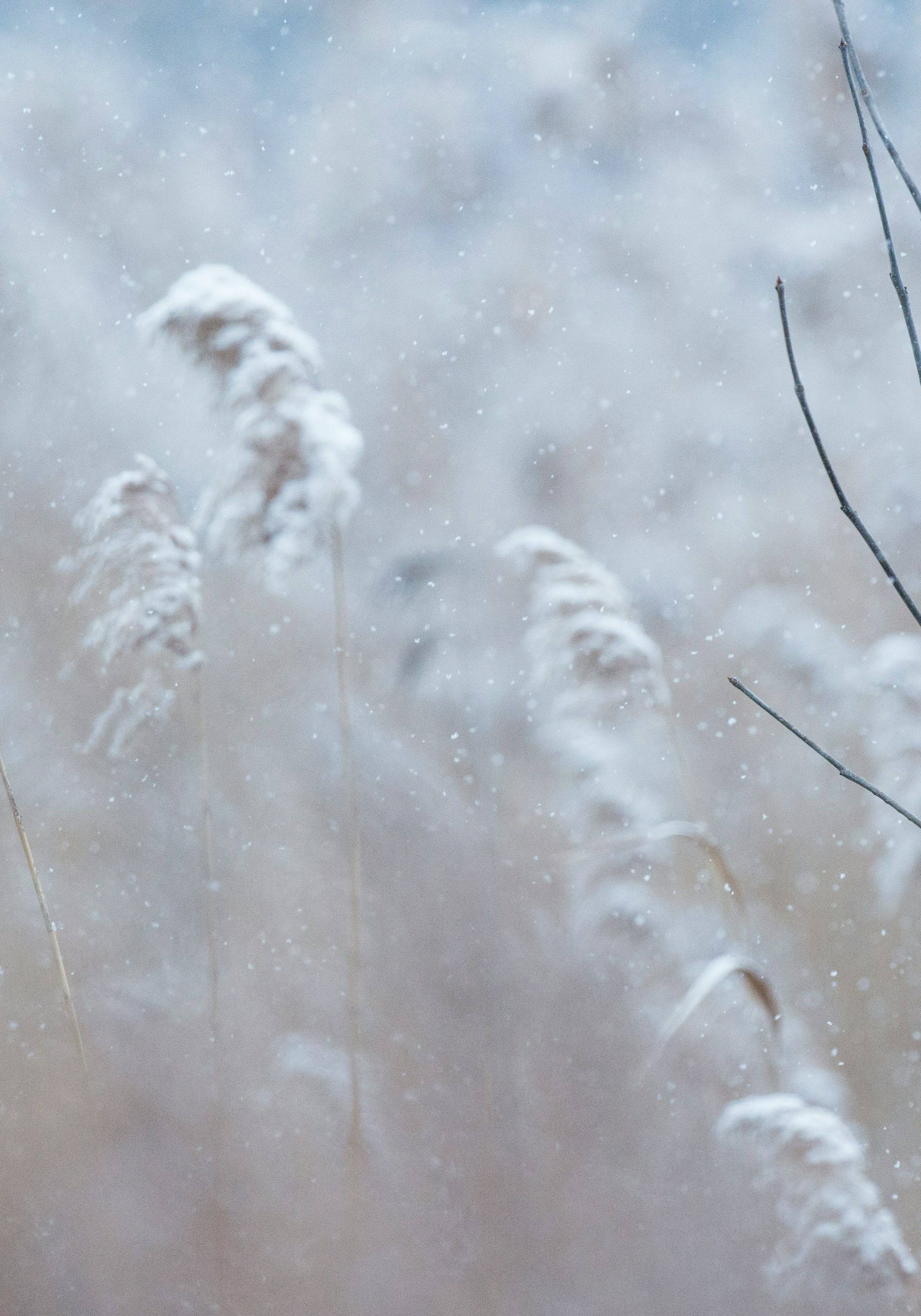 Shopify Winter Edition 2024