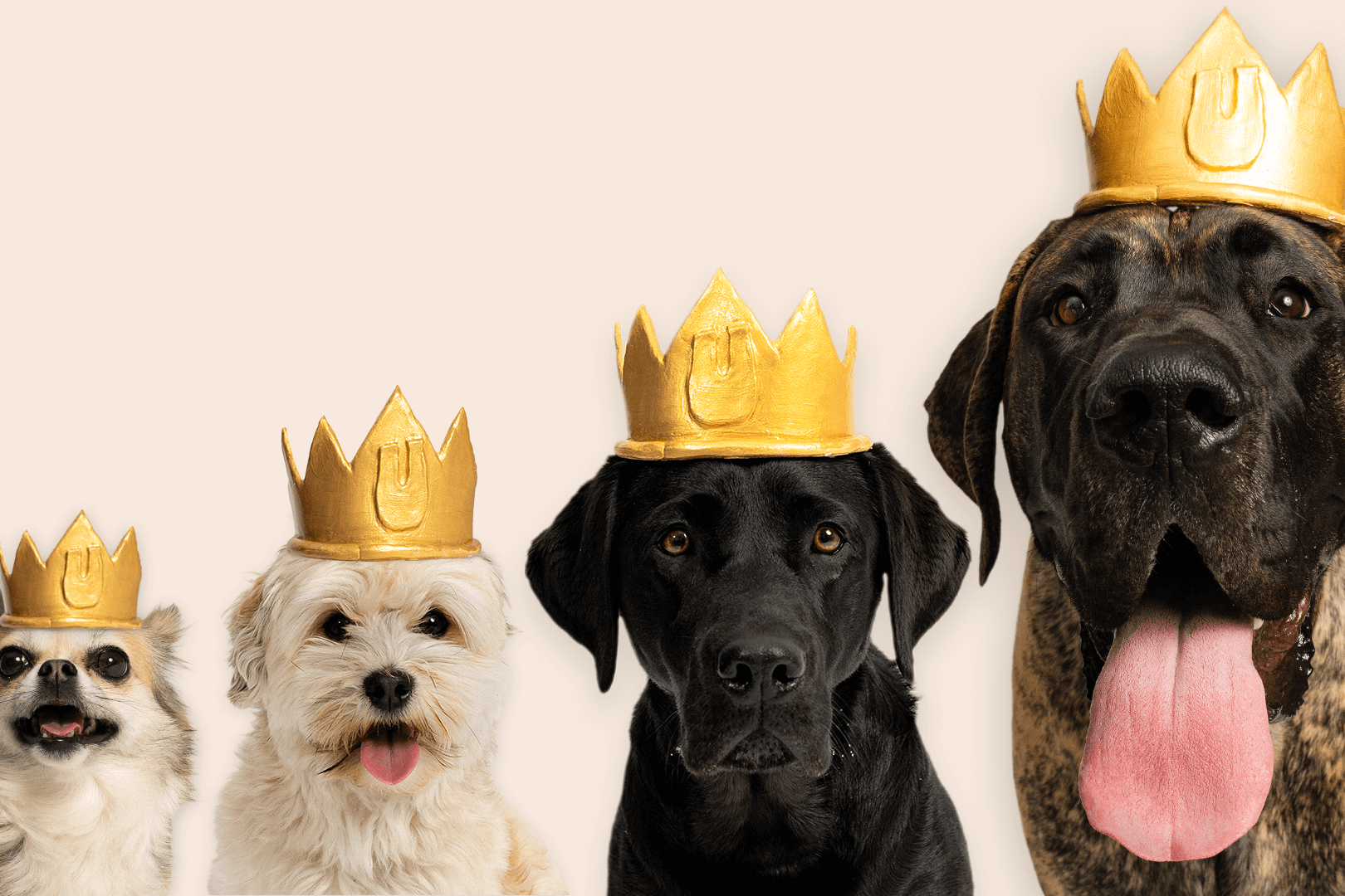Old Dog, new tricks: Reinventing the Vuffeli experience
