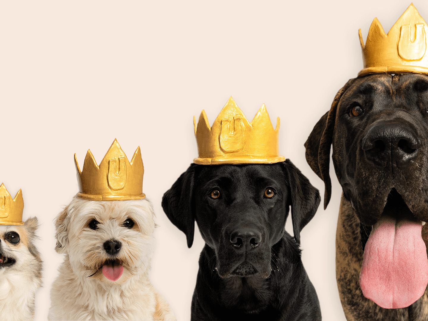 Visdommen fra en gammel hund, udseendet fra en hvalp