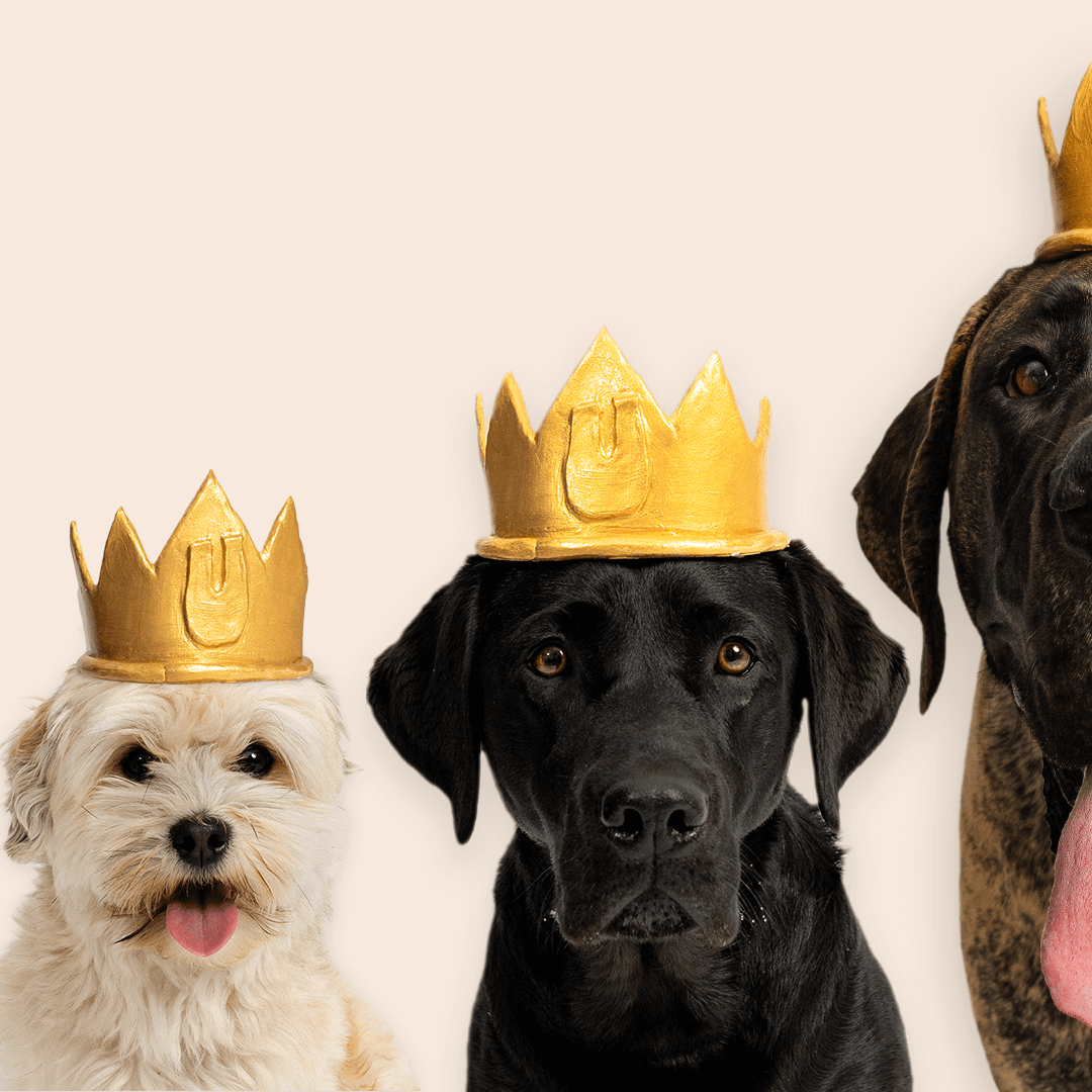 Old Dog, new tricks: Reinventing the Vuffeli experience