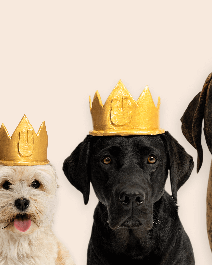 Visdommen fra en gammel hund, udseendet fra en hvalp