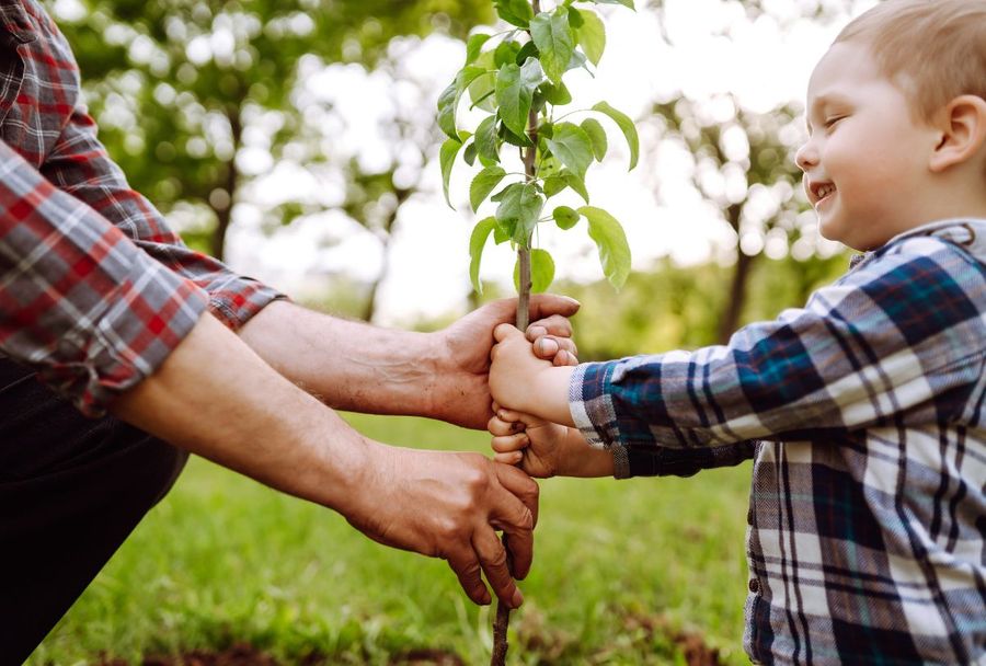 Handen planten samen een jong plantje