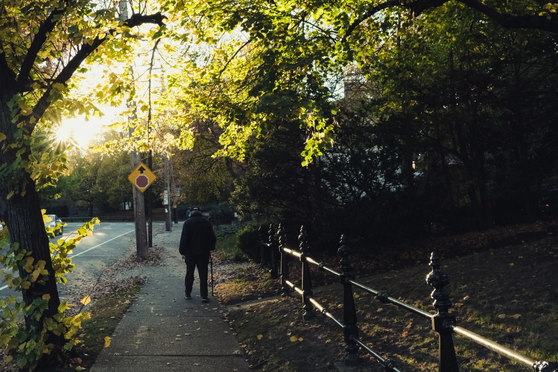 An old man walking with a stick on the side of road under a tree