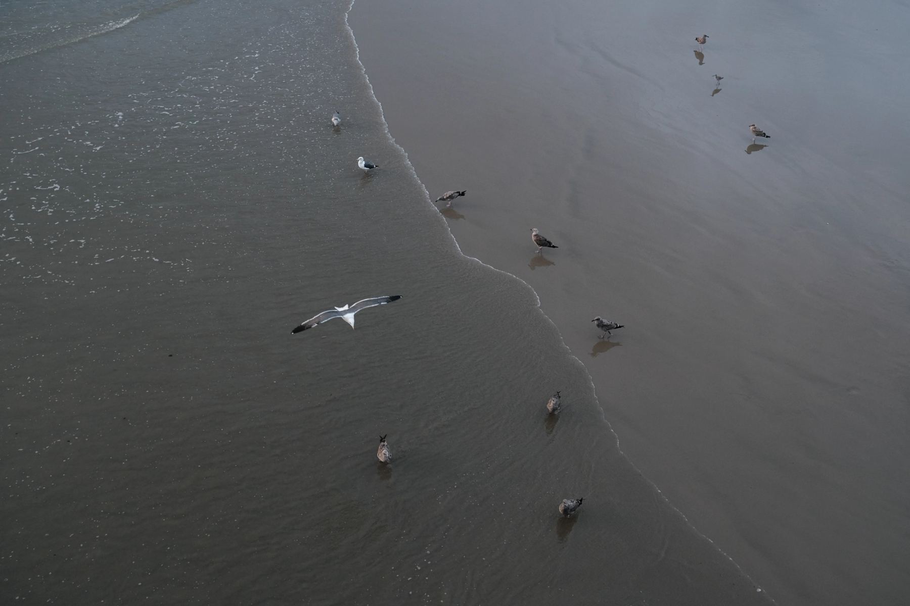 Beach with birds viewed from above