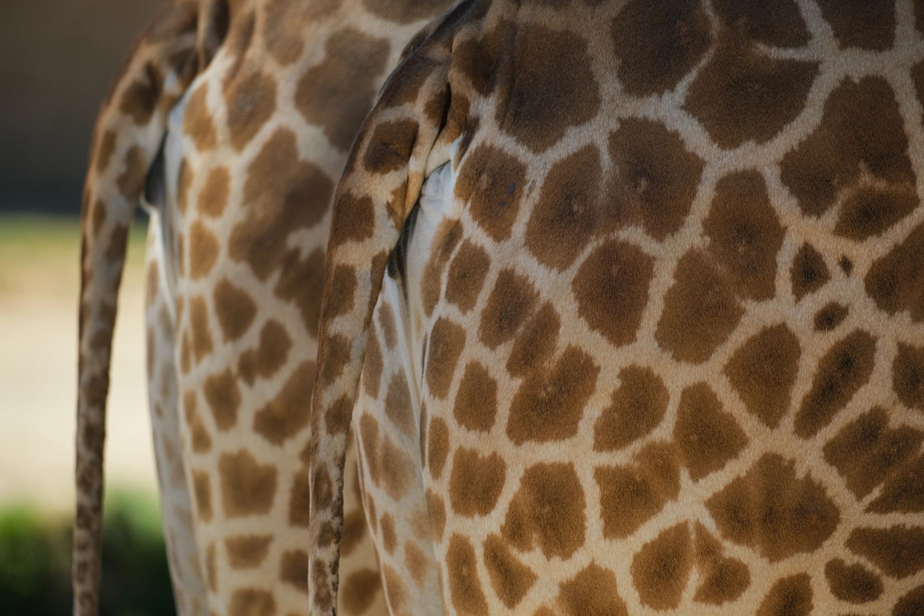 Giraffe butt