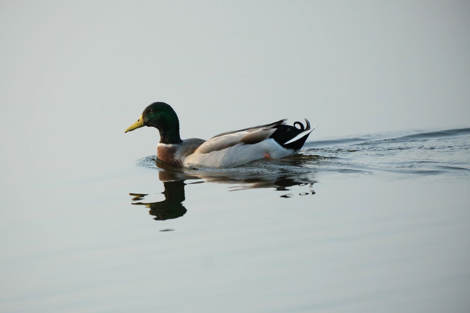 A duck swimming