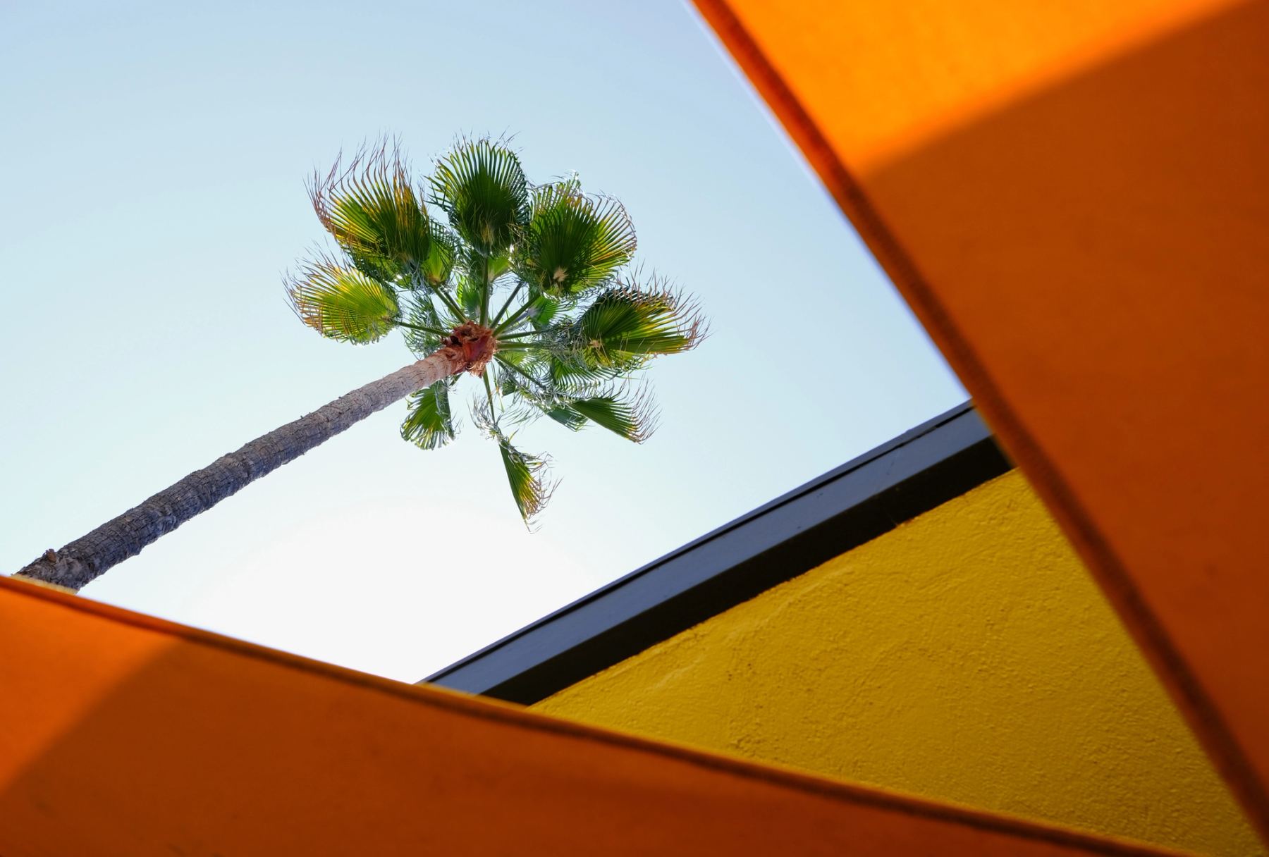 Tree seen through roof from bottom