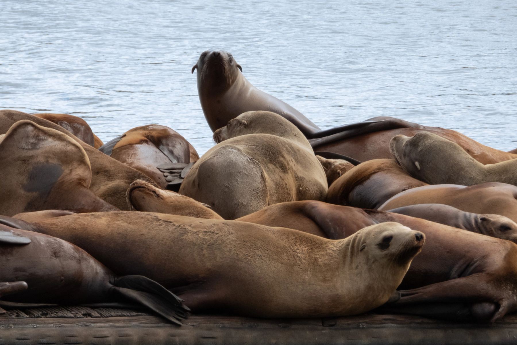 Sea lions resting