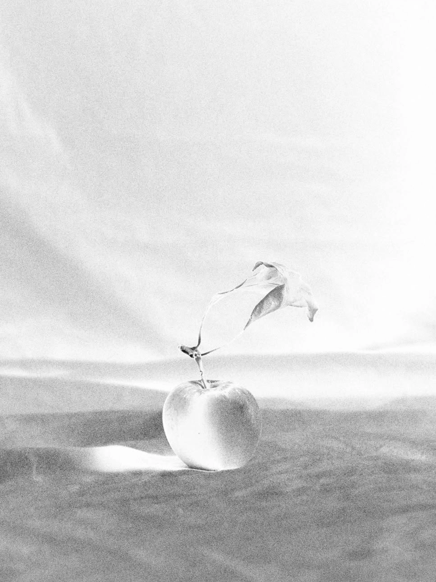 Photograph: Sam P. Cashmore Photograph: Sam P. Cashmore