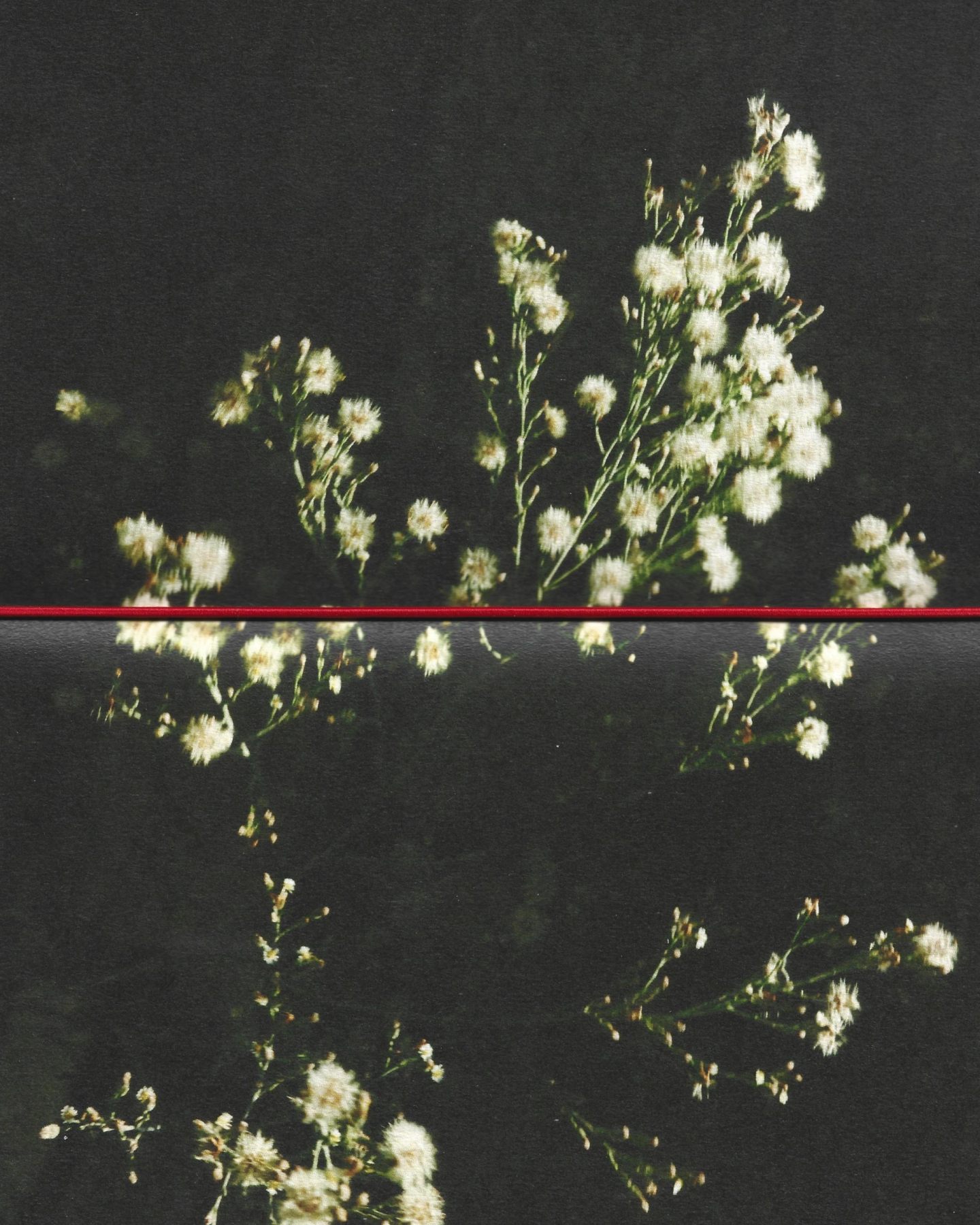 Scan Scan