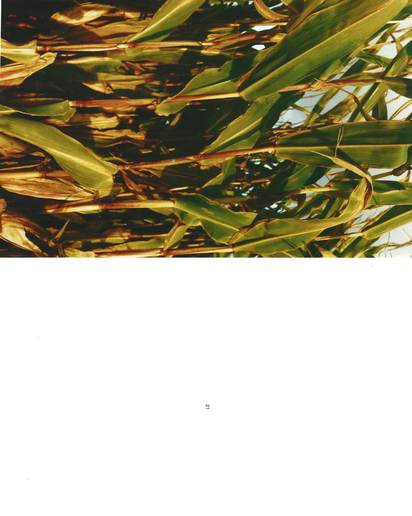 Scan Scan