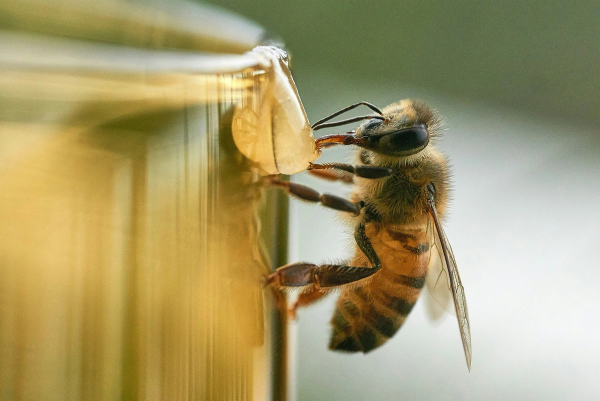 Cover Image for Effects of High MGO Manuka Honey on the Immune System