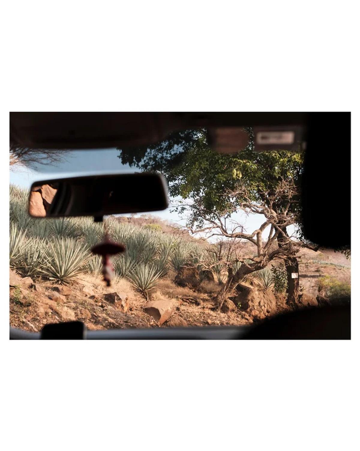 Agave Safari