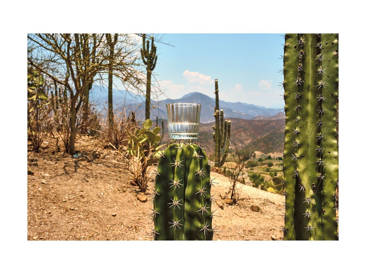 Mezcal on Cactus Needles