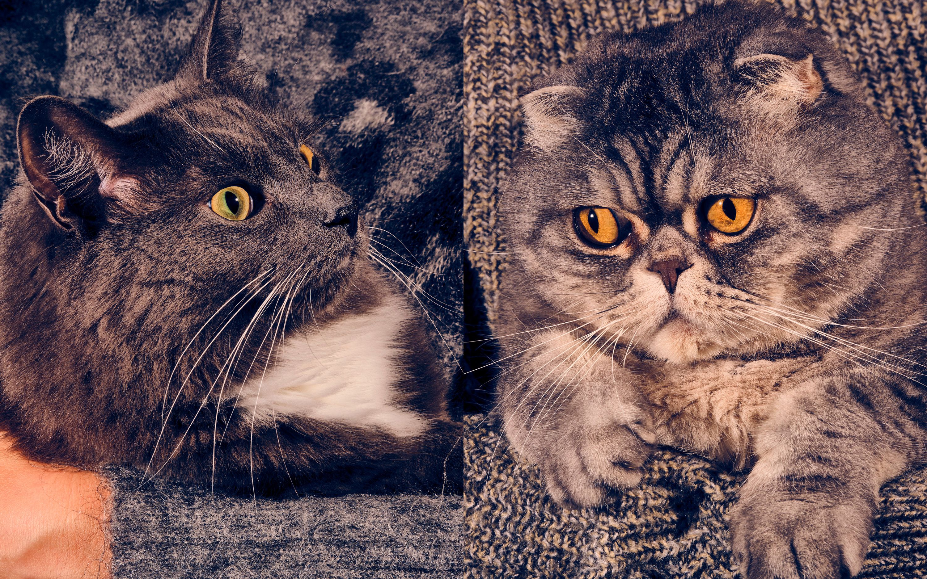 Christmas Cats