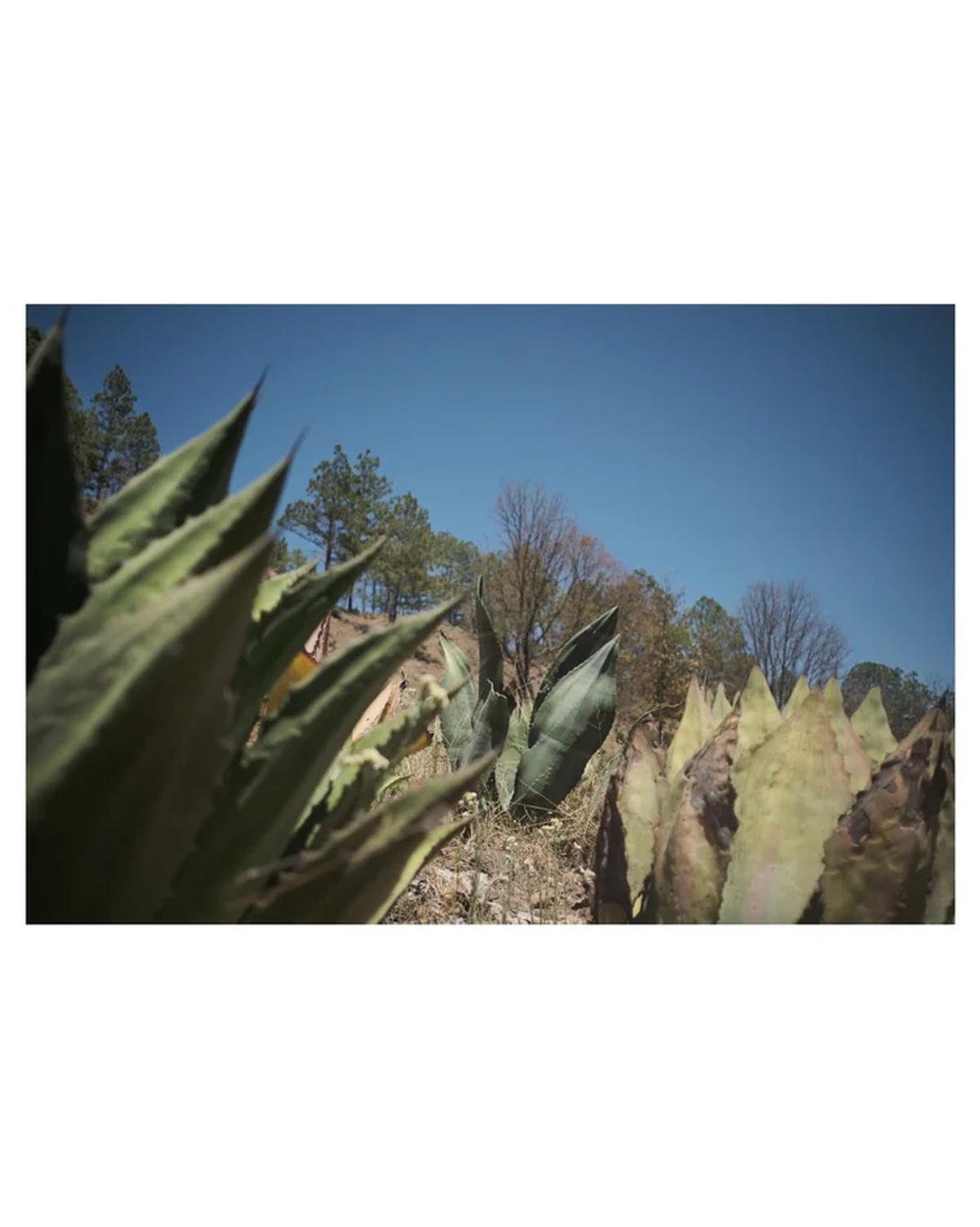 Agave Safari