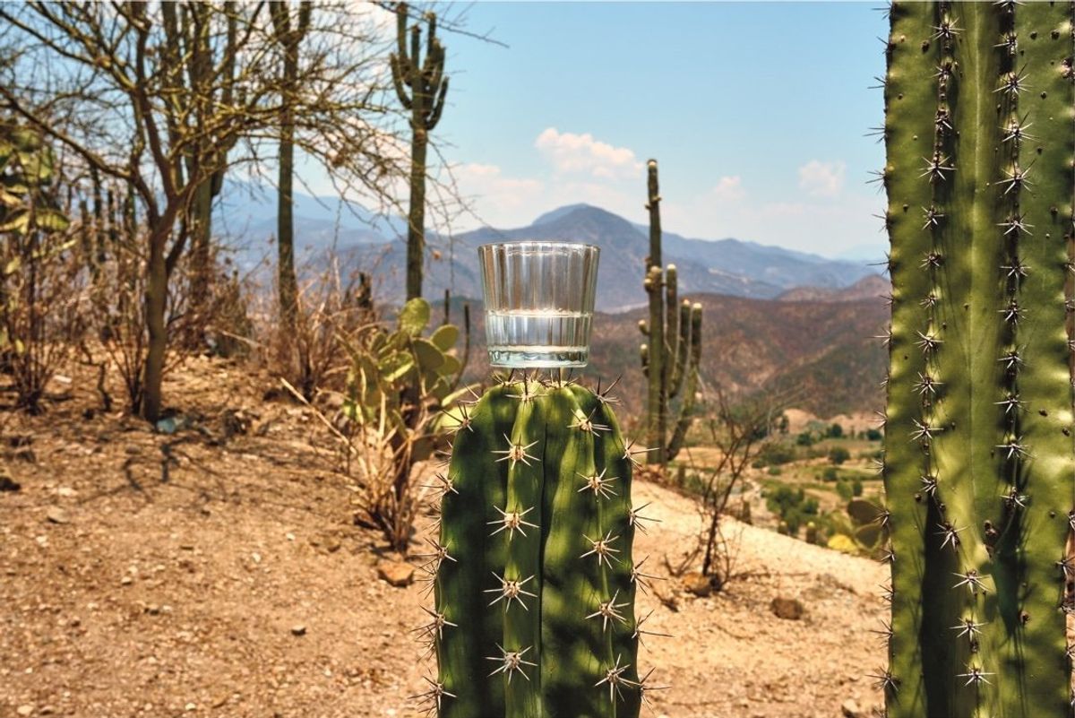 Mezcal on Cactus Needles