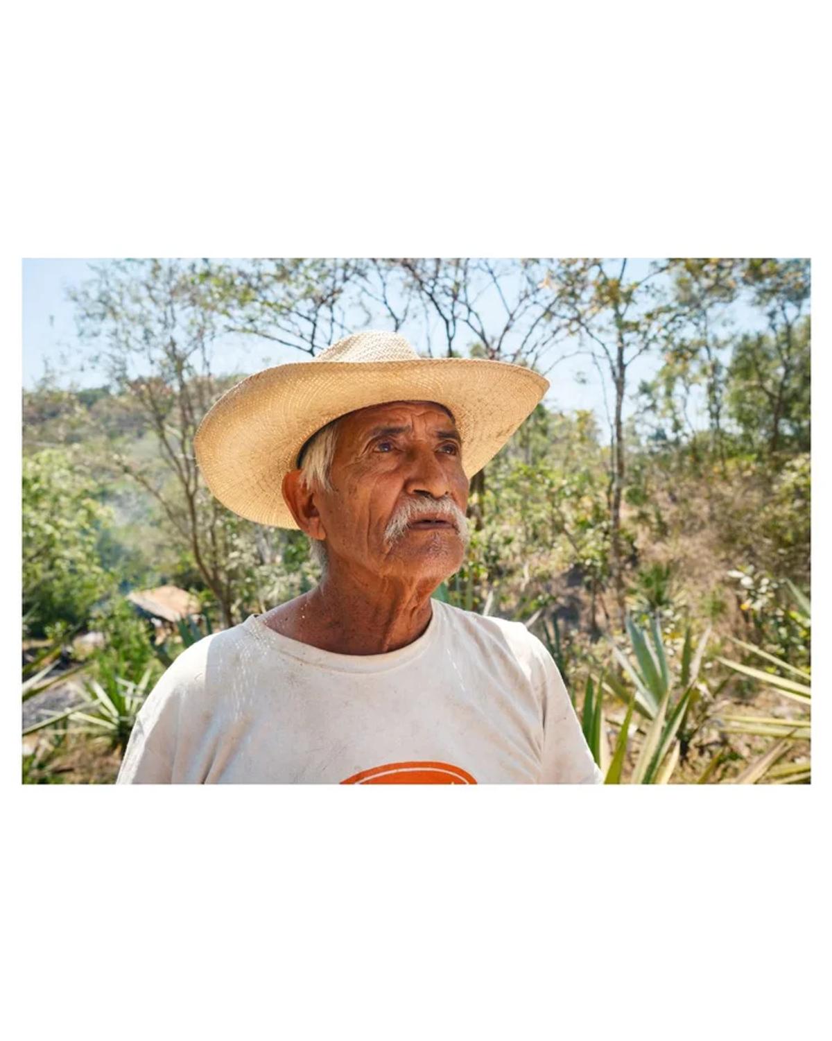 Agave Safari