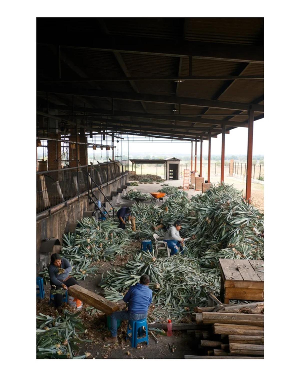 Agave Safari