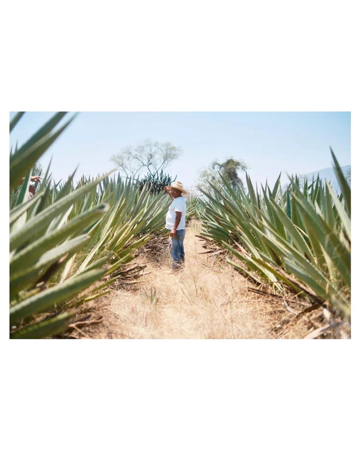 Agave Safari