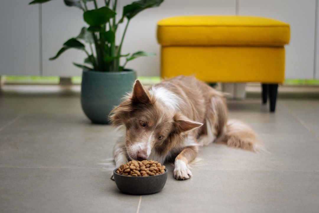 Featured image for blog post: Vegetarian Dog Food Guide: Complete Nutrition & Safe Transition