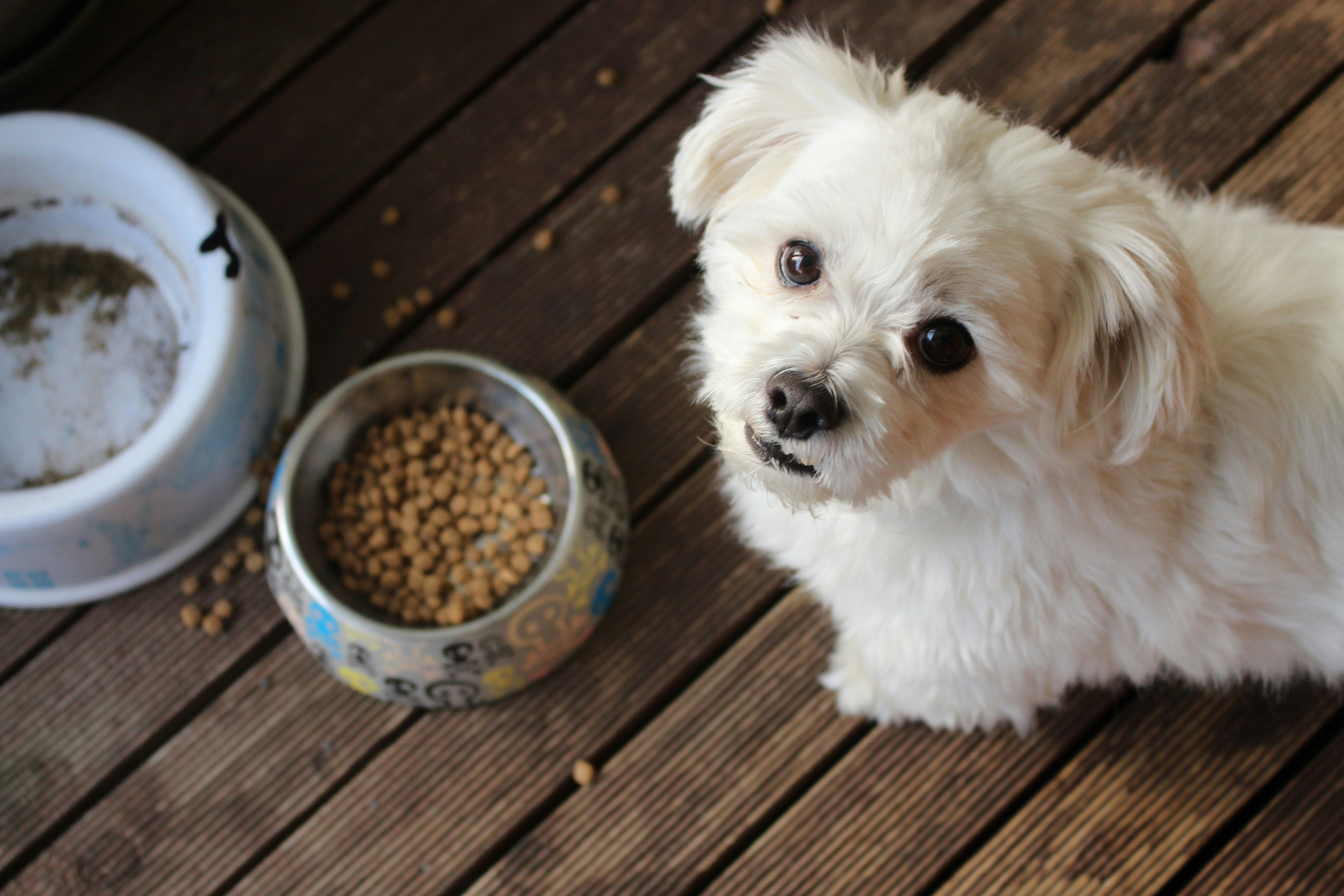 Lifestage Dog Food: A Guide to Age-Specific Nutrition for Your Dog