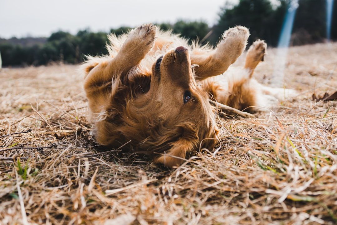 Featured image for blog post: Vegetarian Solutions for Dogs with Allergies