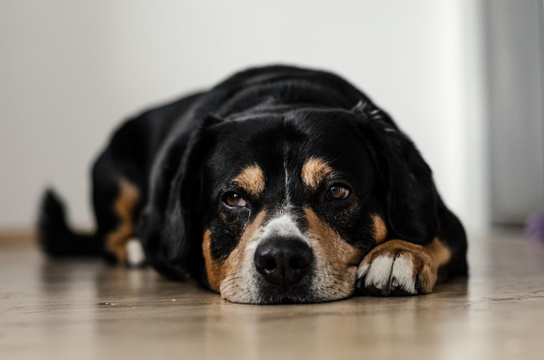 Featured image for blog post: Senior Dog Food: Guide to Safe Vegetarian Diets for Aging Pets