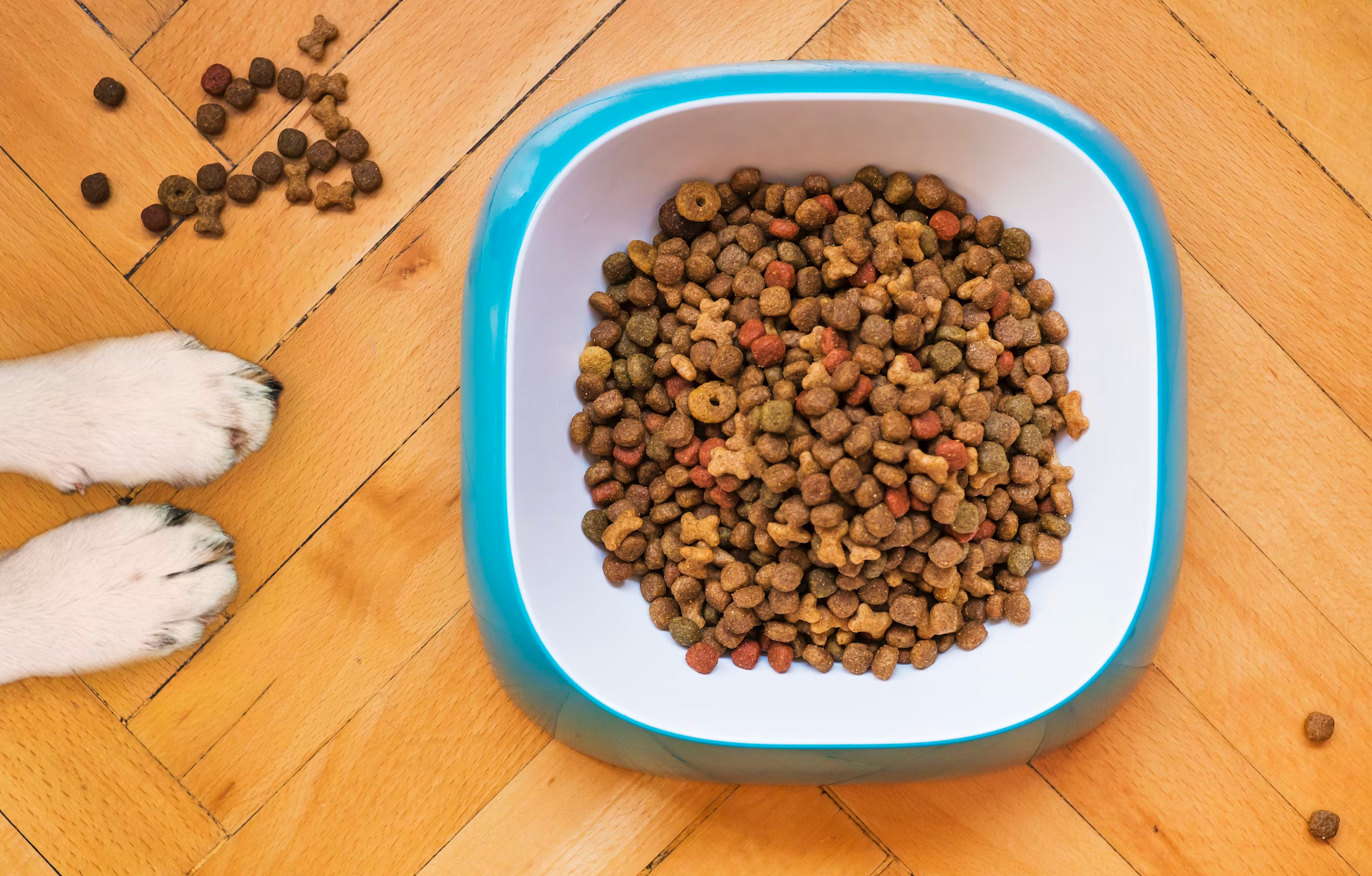 Omni Adult Dog Food