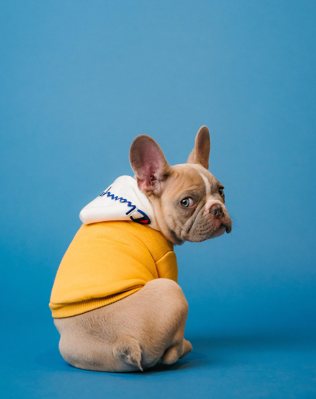 Omni Puppy Food