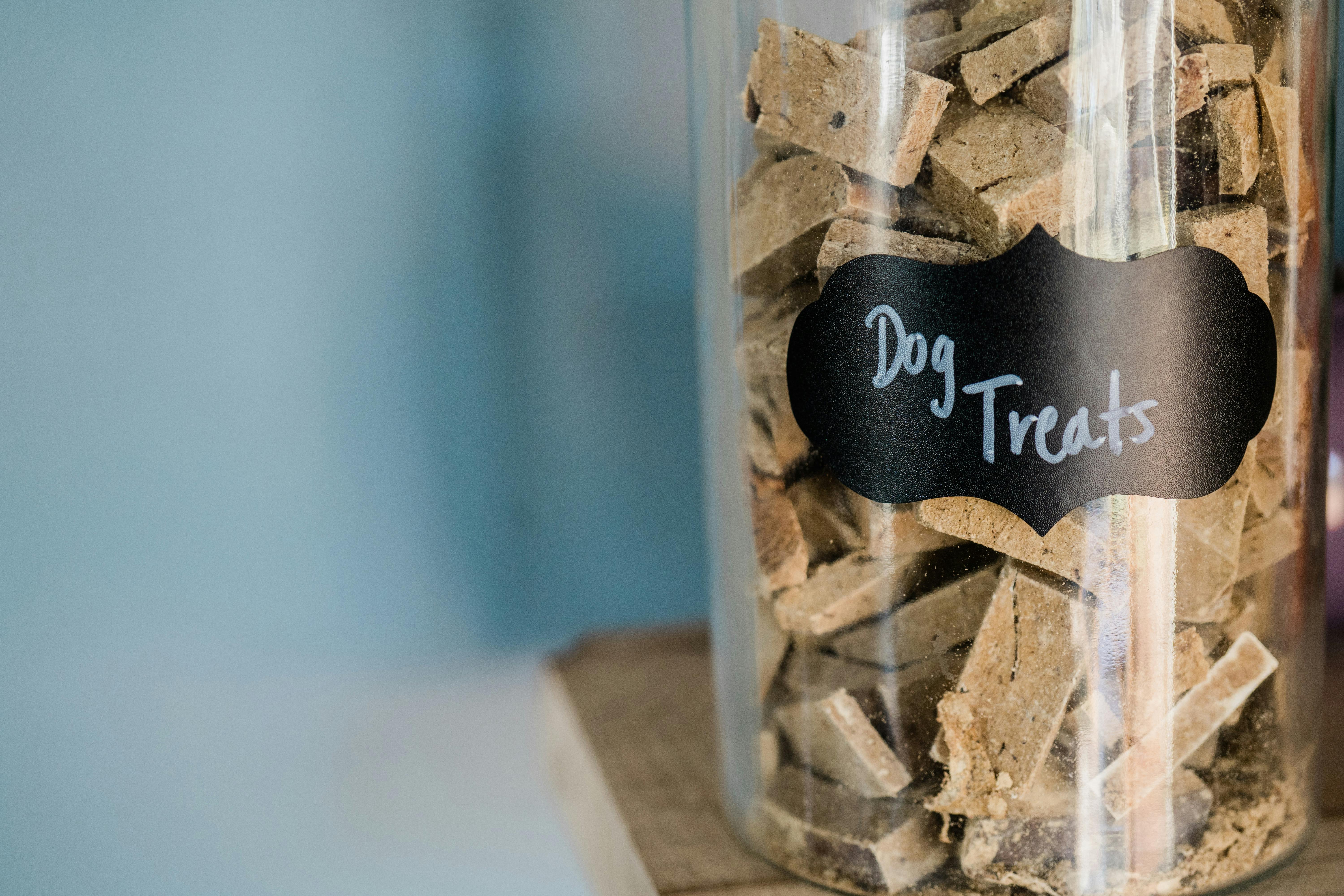 Top Dog Food Storage Tips: Keep Kibble Fresh and Safe