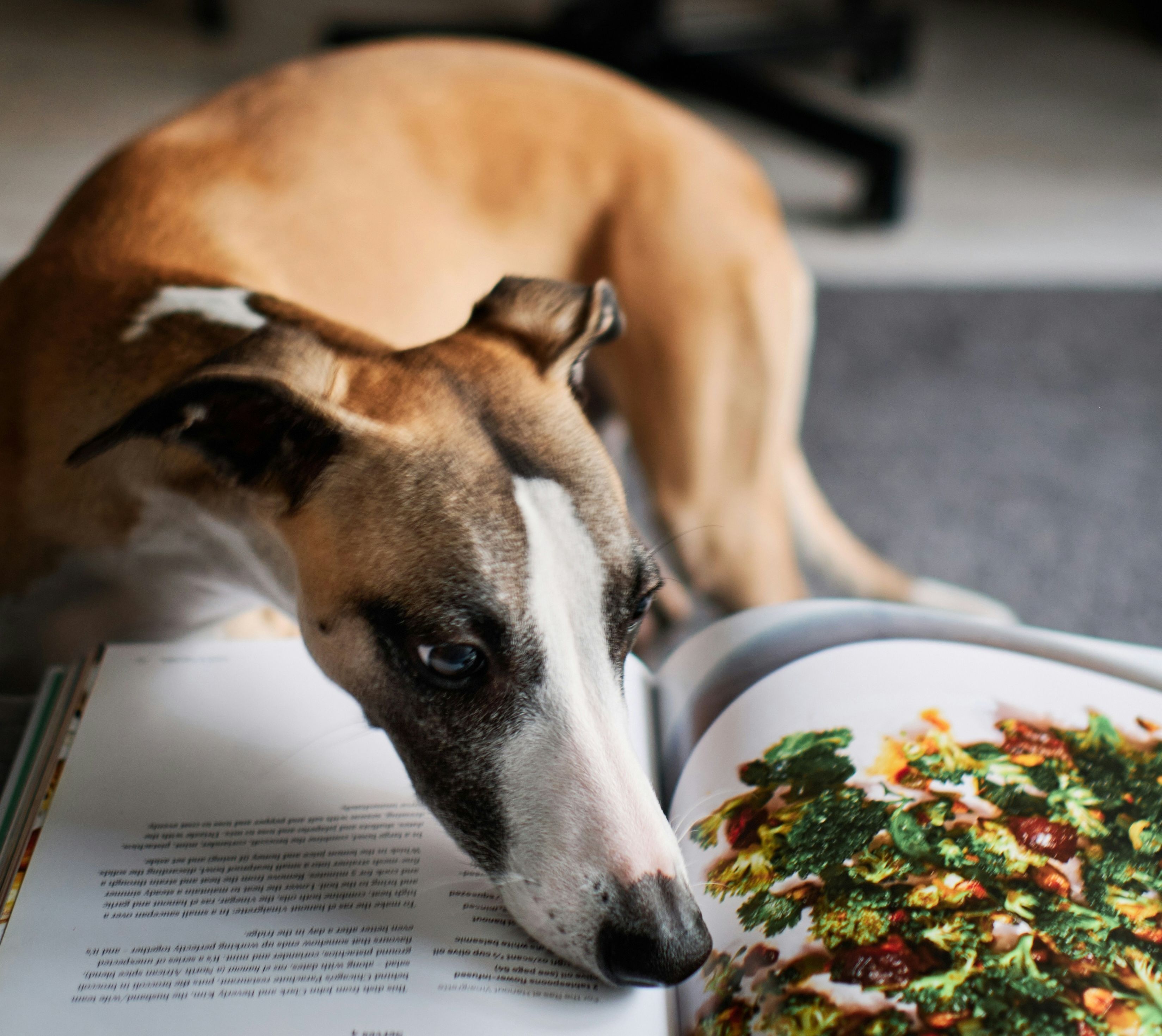 Homemade Dog Food: Vet-Approved Recipes & Nutrition Tips