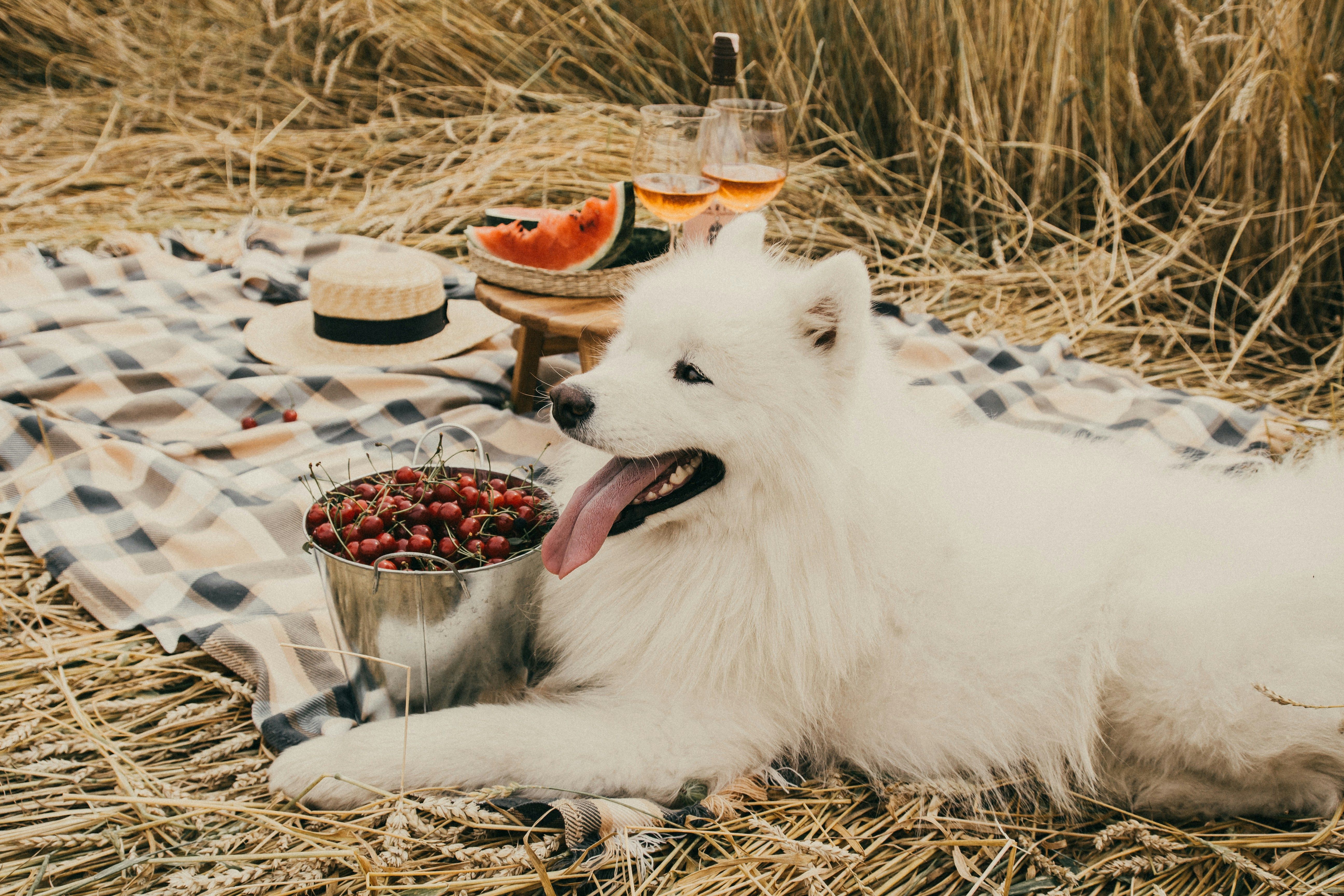 Best Hypoallergenic Dog Foods: Expert Guide for Sensitive Pets