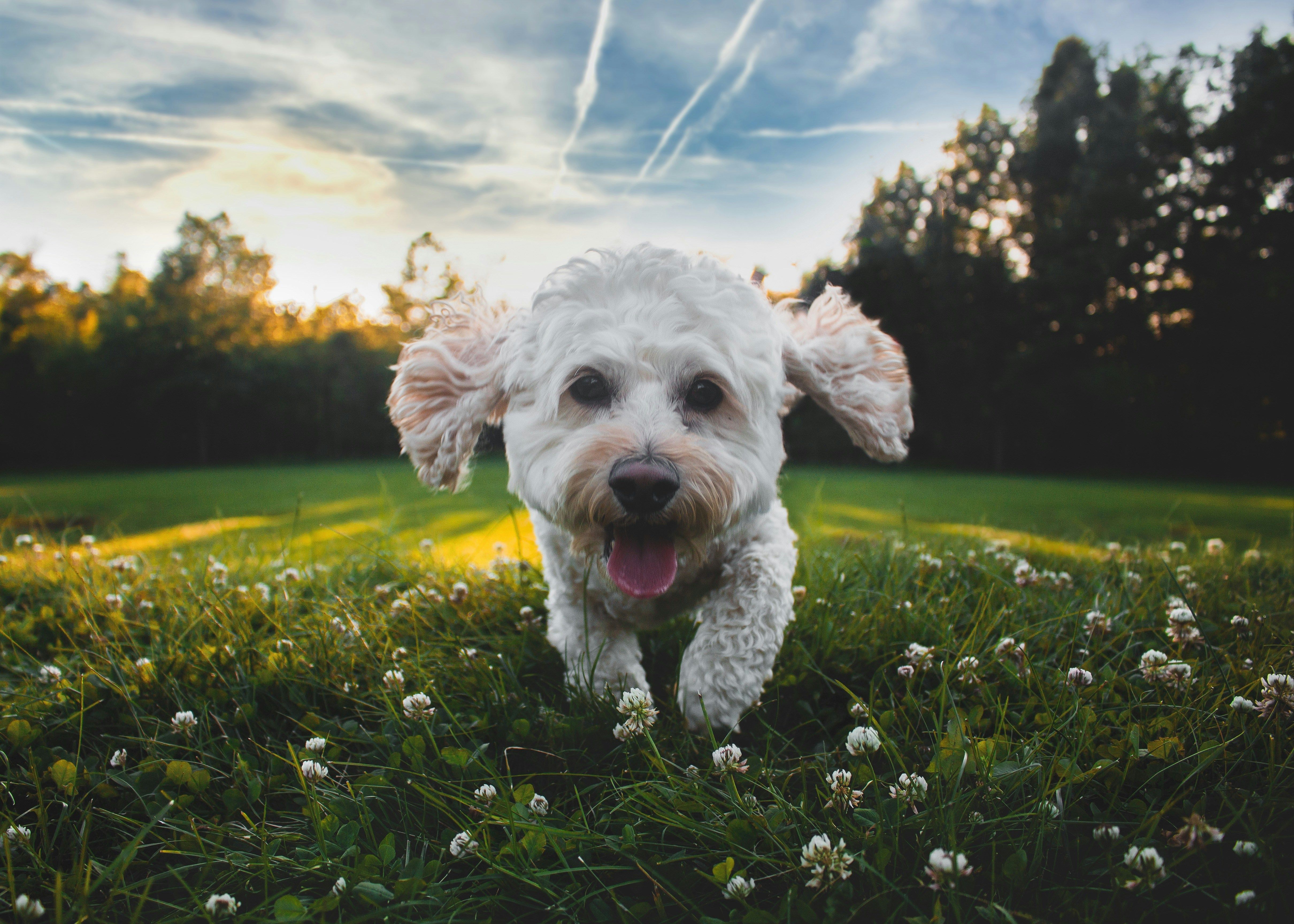 Best Prebiotic Dog Food: Top Picks for Healthy Digestion