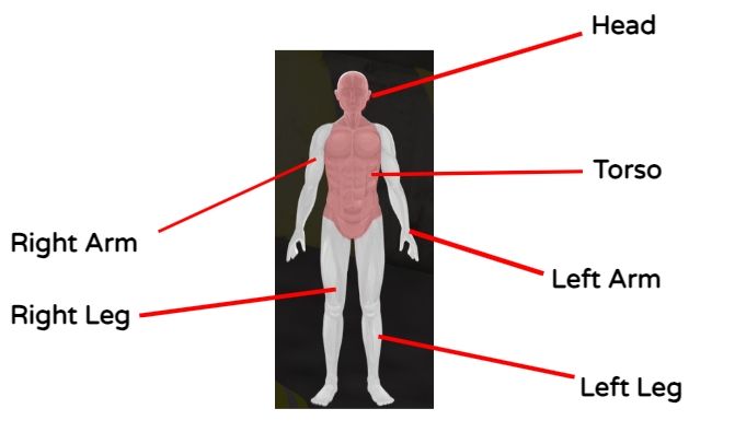 each limb shown diagram
