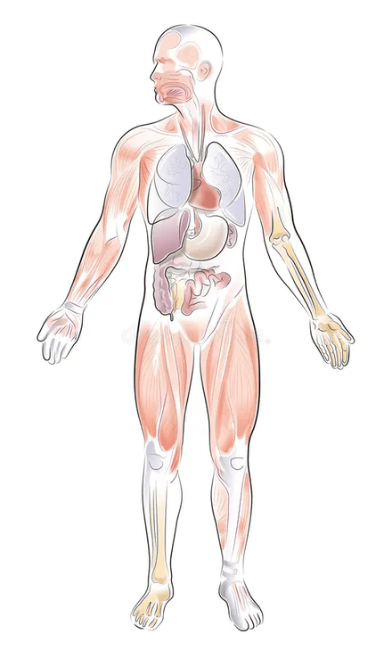 Anatomical illustration of the human body