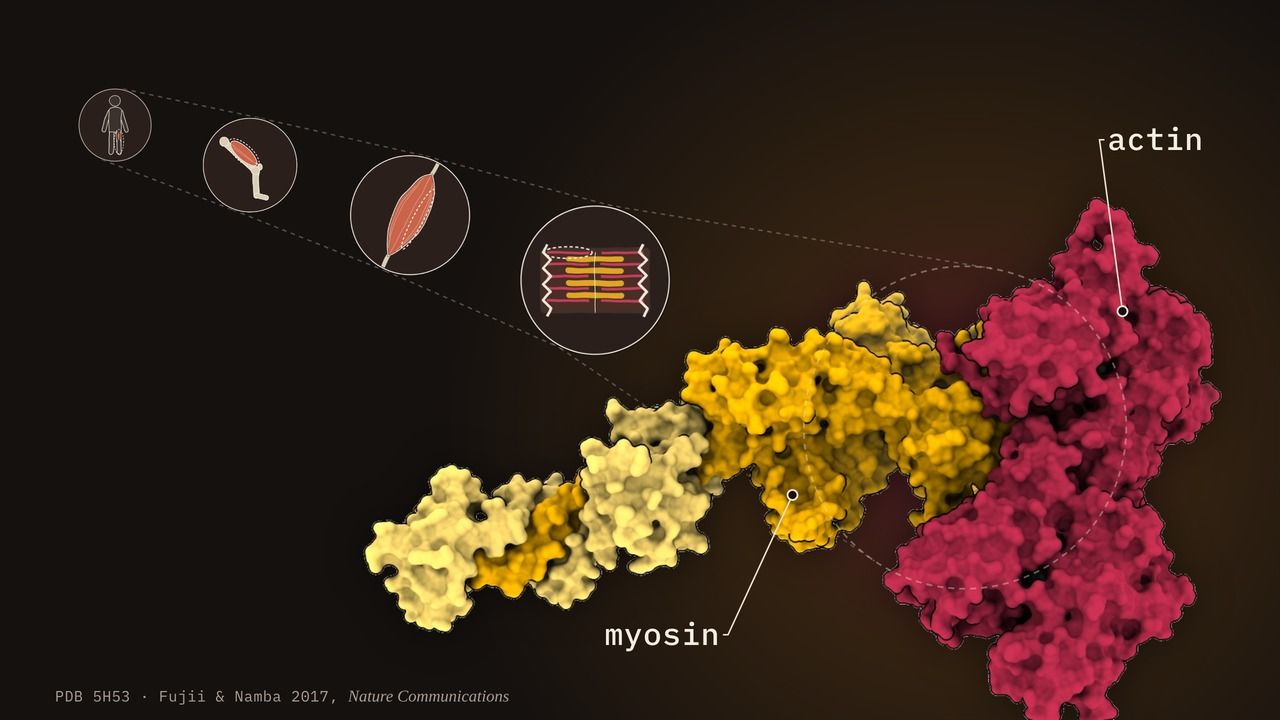 Actomyosin  - muscle to molecule